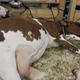 Illustration for article titled Cows at the Fair - Im Famous and Exhausted